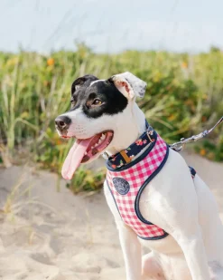 ST x Pawsitivity Garden Splendor Dog Harness